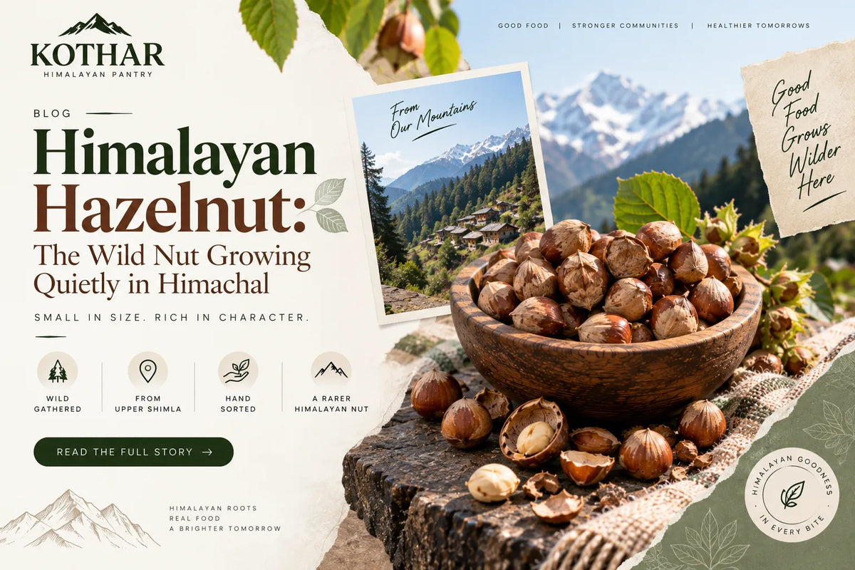 Himalayan Hazelnut: The Wild Nut Growing Quietly in Himachal
