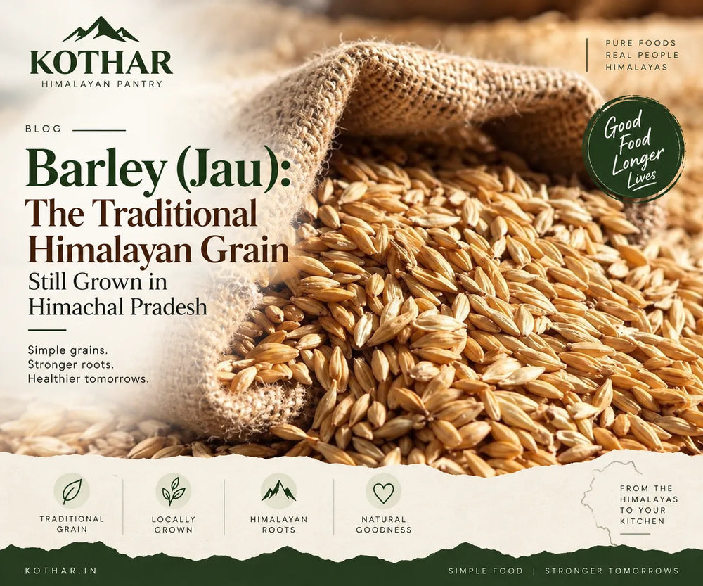 Barley: The Traditional Himalayan Grain Still Grown in Himachal Pradesh