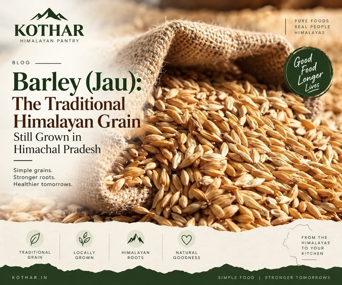 Barley: The Traditional Himalayan Grain Still Grown in Himachal Pradesh