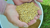 Barley