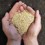 Barley