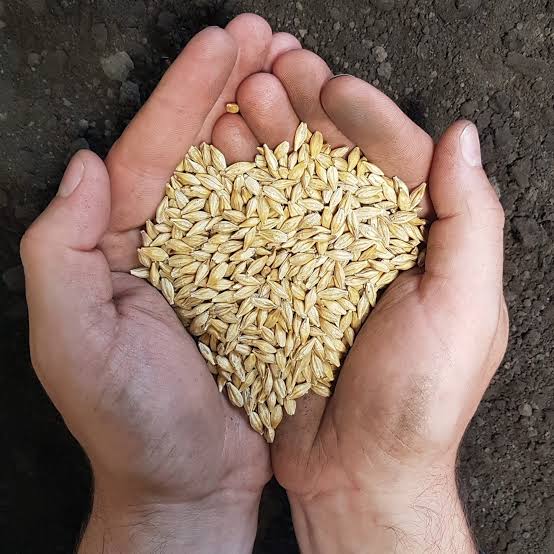 Barley